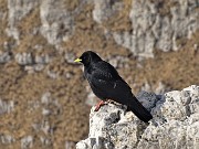 60 Zoom su gracchio appollaiato sulle rocce